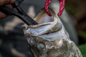 Hook being removed from fishes mouth with pliers.