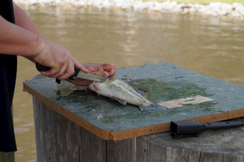 Man starting to fillet a fish with a knife