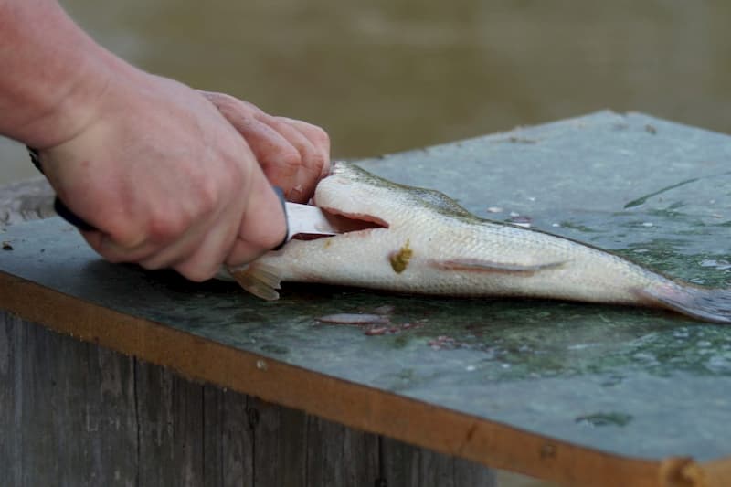 Cutting filet along the spine of the fish