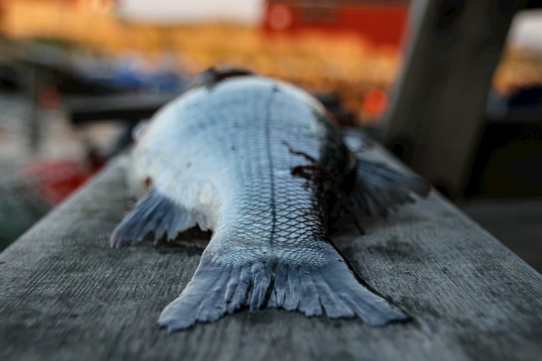 Fish on a wood board